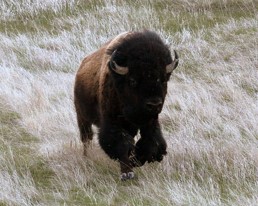 Buffalo run wild in Badlands National Park