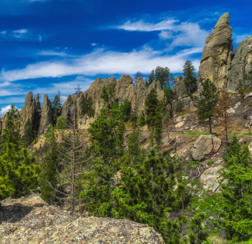 Needles Highway surrounded by trees on a clear day 