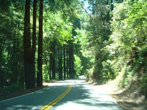 Tall redwoods create a green canopy framing stretches of Skyline Boulevard 