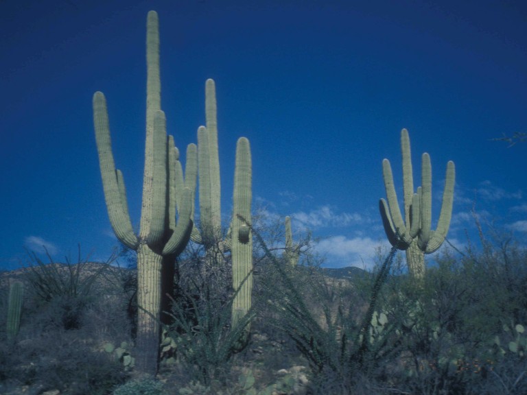 Cacti in Saguaro NP