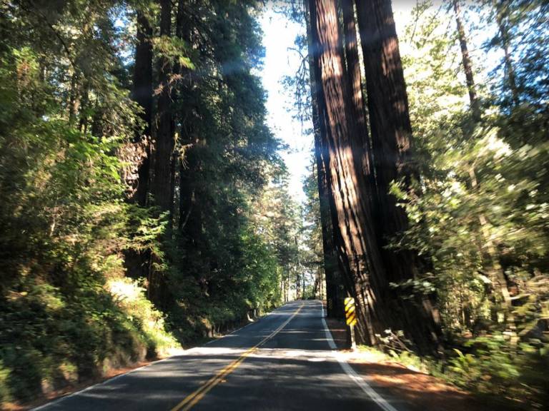 Towering Redwoods on California Highway 36